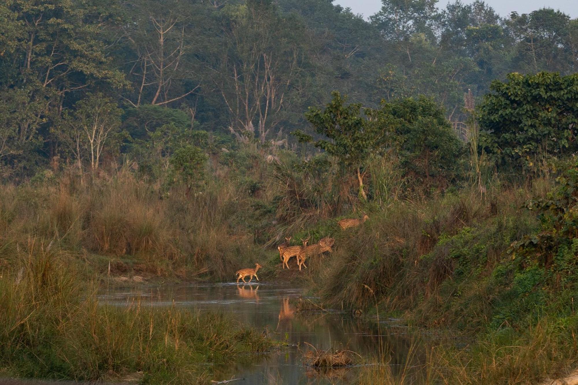 Jungle Villa Resort - Near Chitwan National Park Экстерьер фото